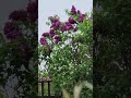 beautiful lilacs  #flowers #trending #viral #shortvideo #viralvideo