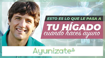 ¿Qué le ocurre al hígado durante el ayuno?