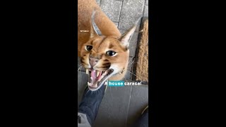 Caracal lives his best life as house cat in Latvia