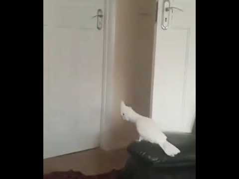 Video: Wat betekent cacatua?