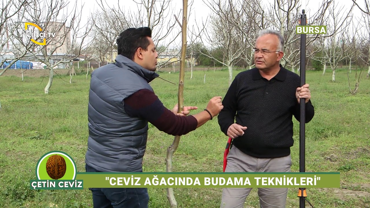 Ceviz Bahçesinde Budama İşlemleri - Çetin Ceviz / Çiftçi TV
