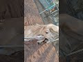 تزاوج بعير و ناقة شاهد كيف 