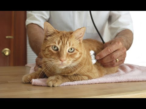 Video: Bajo Nivel De Oxígeno En Sangre En Gatos
