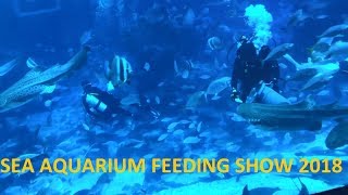 Feeding time S E A  Aquarium Singapore Full