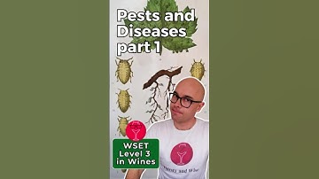 Vineyard Pests & Diseases Part 1: Phylloxera & Nematodes | WSET Level 3 in Wines