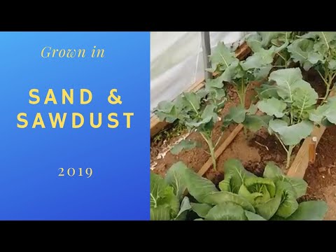 Video: Using Sawdust In The Garden, Vegetable Garden And Greenhouse