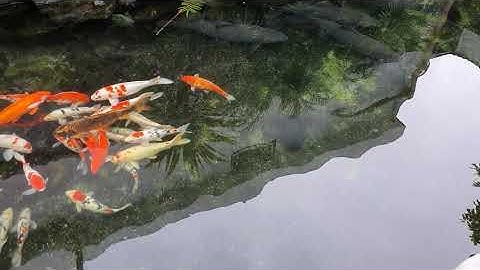 Mời các cụ xem bể cá koi và những con trắm đen lừ đừ như tầu ngầm
