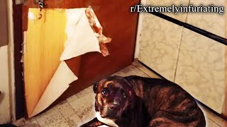 r/Extremelyinfuriating | dog ate my door