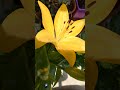 ♬ TRUE LOVE Cover