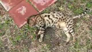 Fastest Bengal Cat