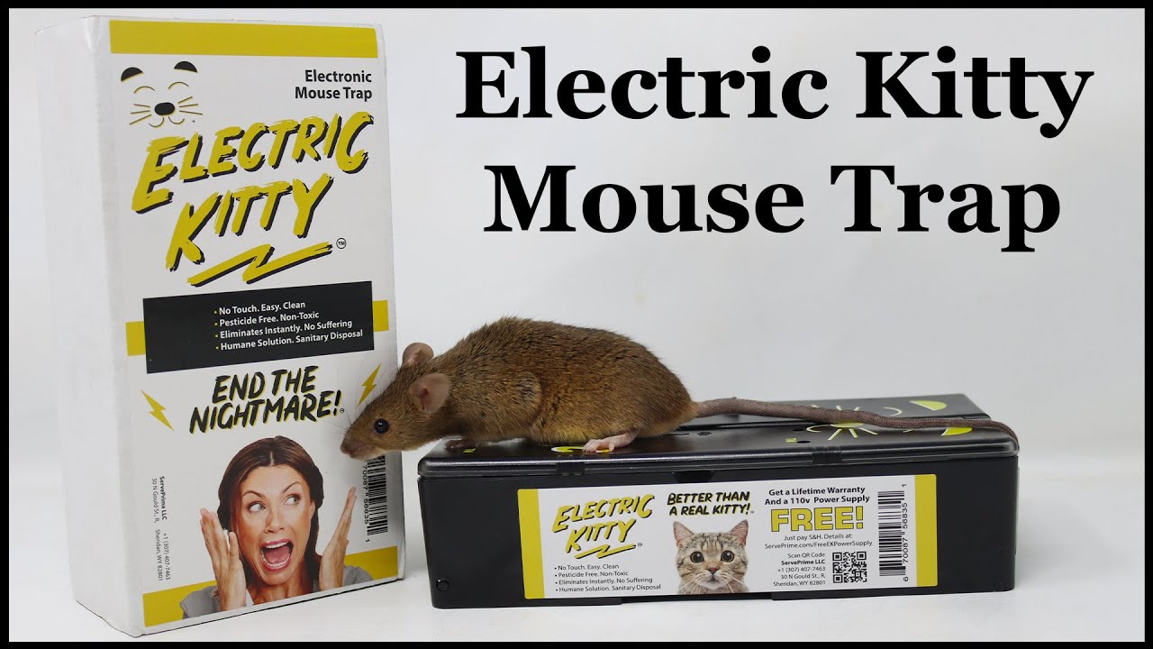 electric shock mouse trap videos｜TikTok Search