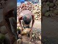 Traditional Coconut Husking