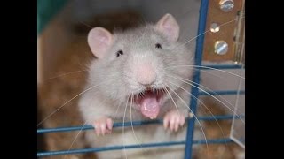 Dumbo Rat Pets - Call Rat Extermination Right Now!!