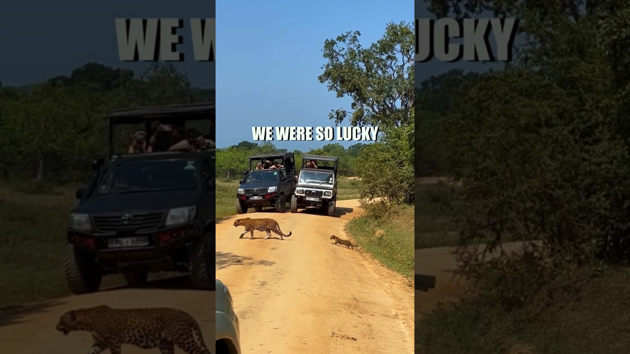 The Luckiest Leopard Sighting in Yala #srilanka #leopard  #wildlife #travel #yalanationalpark