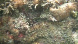 Octopus Mating