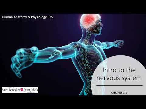 Nervous system intro 1.1 - YouTube