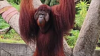 Orangutan