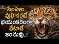 సింహం పులి కంటే భయంకరంగా వేటాడే జంతువు..! | The Jaguar Facts..! | Eyecon Facts