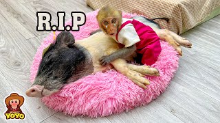 Monkey YiYi was heartbroken when Ủn Ỉn passed away 😭😭😭
