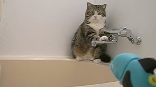 お風呂で水鉄砲遊びをするチビまる。Little Maru plays with a water gun in the bathroom.