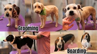 Full day if dog grooming and boarding .
