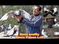 Good Quality Fancy pigeon Breeding Loft of Mihir vai in India