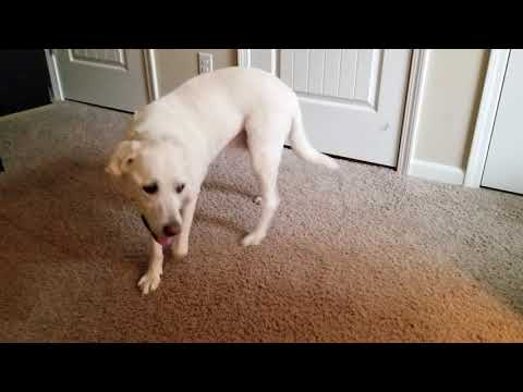 DOG WALKS IN CIRCLES - Brain tumor, cancer, confusion, falling over