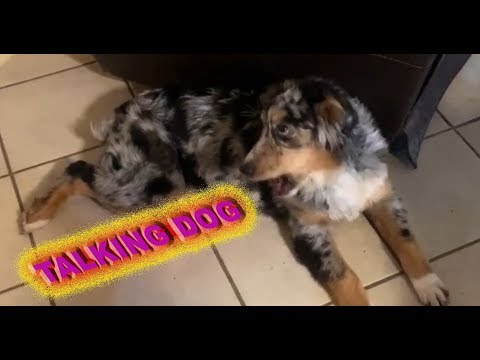 australian shepherd talking