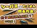 釣り人のマナー！シーバスをたくさん釣る方法！釣り動画再生回数アップの法則！ - 初心者中級者必見！心技？体編 -