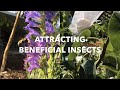 Attracting beneficial insects: top flowers to combat pests & attract pollinators