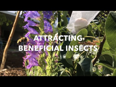 Attracting beneficial insects: top flowers to combat pests & attract pollinators