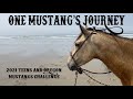 One Mustang's Journey