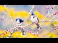 Beautiful Relaxing Music, Peaceful Instrumental Music, &quot;Hello Spring&quot;
