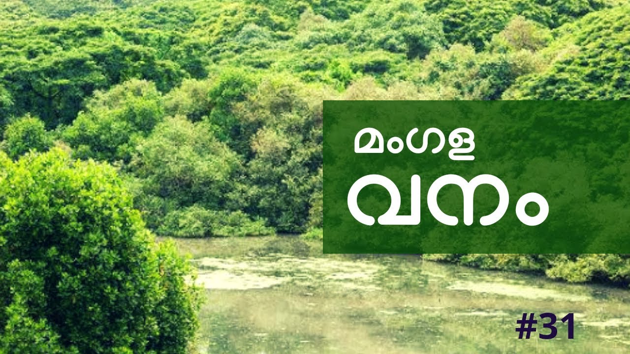 Exploring Mangalavanam Bird Sanctuary | Kochi | Ernakulam ...