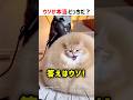 【何問正解できる？】ウソか本当どっちだ！？ part70 #クイズ #ショート #shorts #猫 #かわいい #cat