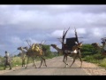 Muuse Ismaaciil Qalinle Waan Kuu Waramayaa Wmv 