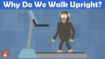 Do bonobos walk upright?