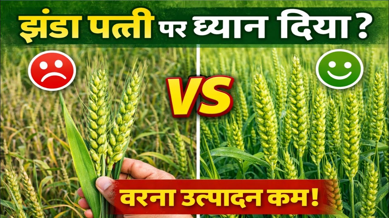 गेहूं की सबसे महत्वपूर्ण अवस्था । Flag leaf stage in Wheat । Gehun ki kheti ।