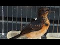 Suara Murai Batu Trotol Pikat Untuk Memancing Bunyi Burung Mb Paud Agar Belajar Ngeplong Mp3 - Mp4 Download