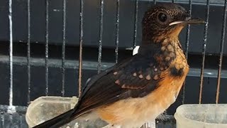 Suara Murai Batu Trotol PIKAT Untuk Memancing Bunyi Burung MB PAUD Agar Belajar Ngeplong