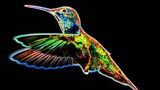 Hyperbird (The Trashmen "Surfin' Bird" Thunderdome Remix)