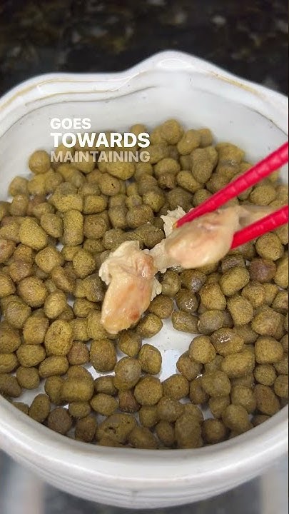 can-i-add-meat-to-my-dogs-kibble-youtube