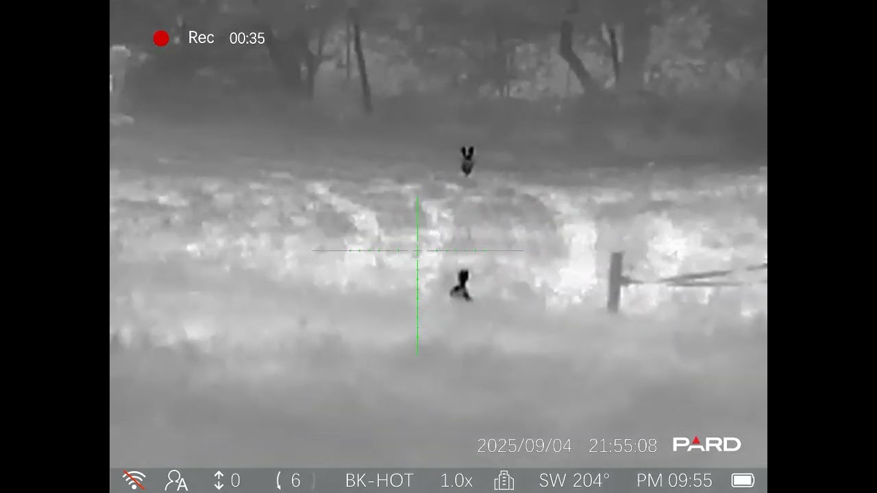 Pard Pantera 256 Q PA2Q-25 Liška 50 m zajíc 20m