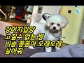 고칠수없는 병을 가진 강아지입양 퐁퐁아 제발 오래오래 살아줘