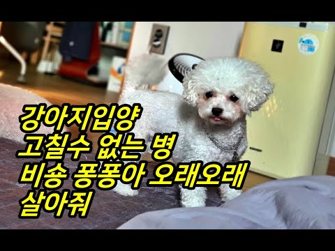 강아지 입양 했는데, 왜 널보면 내 마음이 짠할까 ,댕쓰
