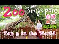 Singapore Zoo#新加坡动物园#top3ZooInTheWorld