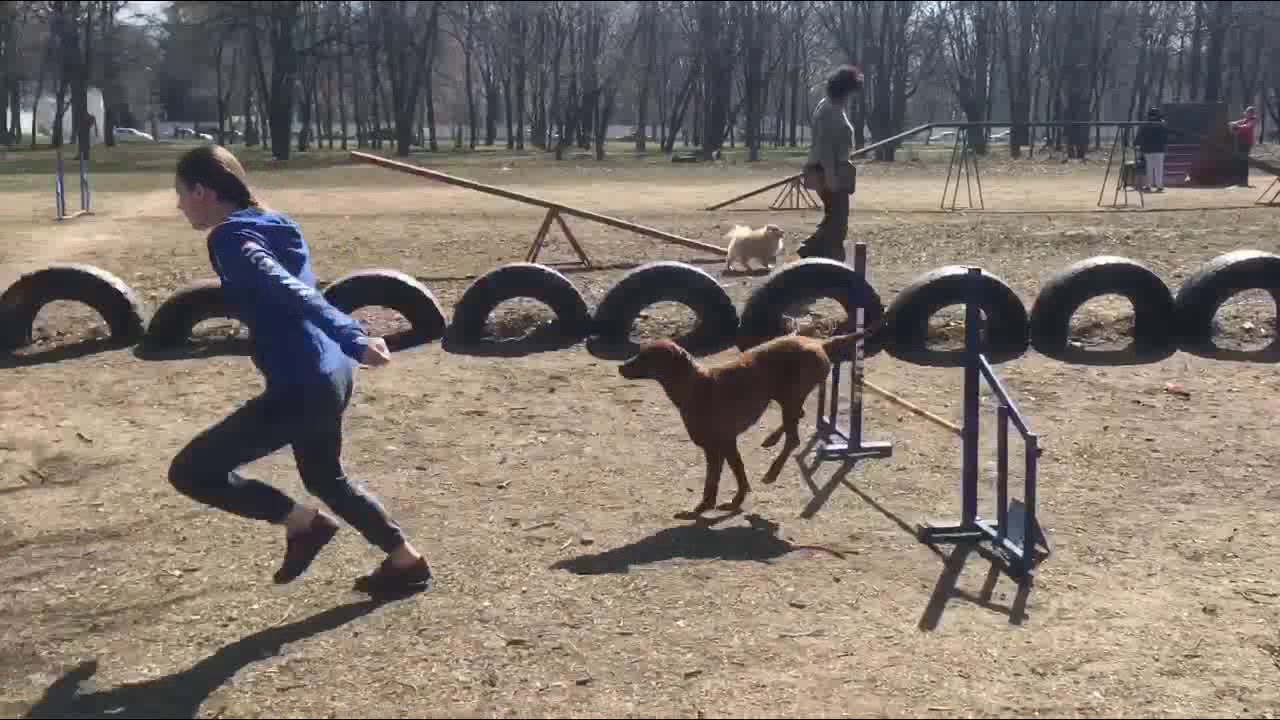 Rhodesian Ridgeback and Agility / Родезийский риджбек в аджилити - YouTube