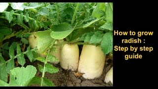 How to grow Radish: Step by step complete guide