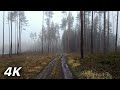 To The Bridge of the Train Crash - Winter Walk In Fog 4k No Talking ASMR