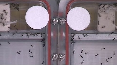 Ants in space! Astronauts watch as insects tumble and fall while trying to search an area..